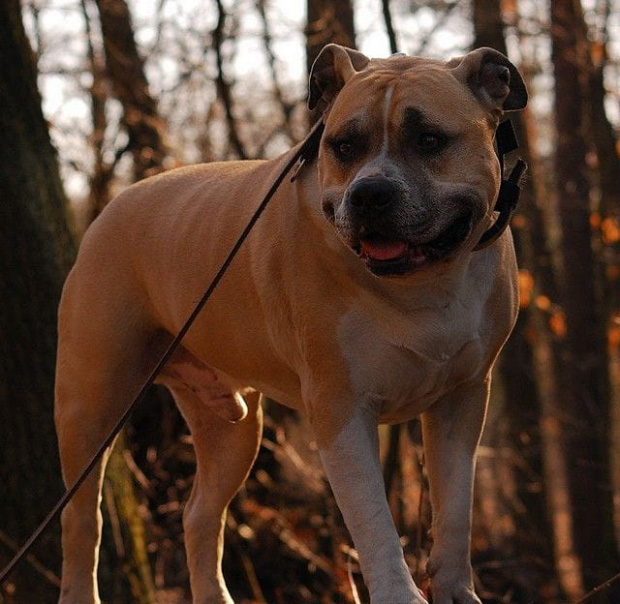 Ozzy , amstaff , las , Wielopole