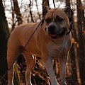 Ozzy , amstaff , las , Wielopole