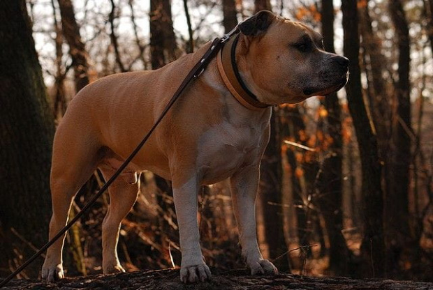 Ozzy , amstaff , las , Wielopole