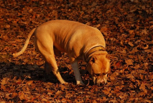 Ozzy , amstaff , las , Wielopole