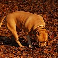 Ozzy , amstaff , las , Wielopole