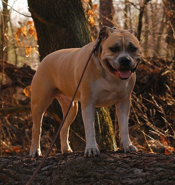 Ozzy , amstaff , las , Wielopole