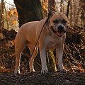 Ozzy , amstaff , las , Wielopole