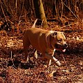 Ozzy , amstaff , las , Wielopole