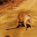 Ozzy , amstaff , las , Wielopole