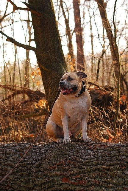 Ozzy , amstaff , las , Wielopole