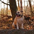 Ozzy , amstaff , las , Wielopole