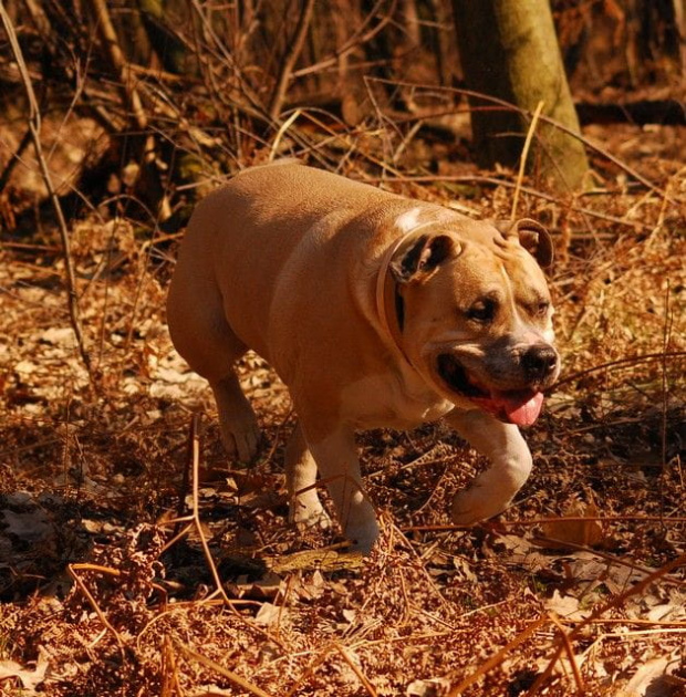 Ozzy , amstaff , las , Wielopole