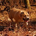 Ozzy , amstaff , las , Wielopole