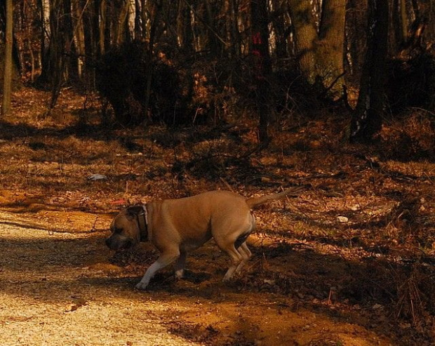 Ozzy , amstaff , las , Wielopole