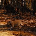 Ozzy , amstaff , las , Wielopole