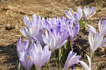 Krokusy, Szafran Spiski #flowers #krokus #kwiatki #saffron #xnifar