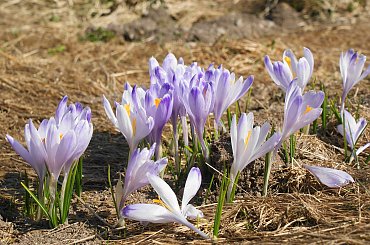Krokusy, Szafran Spiski #flowers #krokus #kwiatki #saffron #xnifar