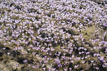 Krokusy, Szafran Spiski #flowers #krokus #kwiatki #saffron #xnifar