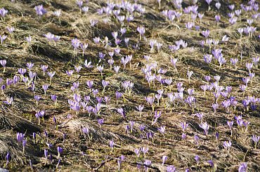 Krokusy, Szafran Spiski #flowers #krokus #kwiatki #saffron #xnifar
