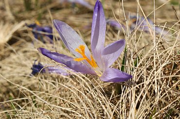 Krokusy, Szafran Spiski #flowers #krokus #kwiatki #saffron #xnifar