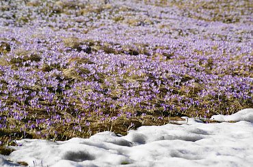Krokusy, Szafran Spiski #flowers #krokus #kwiatki #saffron #xnifar