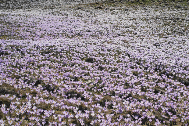 Krokusy, Szafran Spiski #flowers #krokus #kwiatki #saffron #xnifar