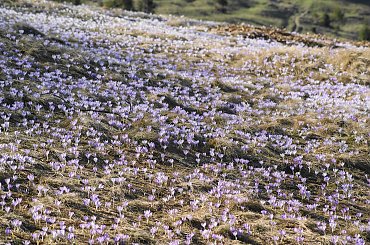 Krokusy, Szafran Spiski #flowers #krokus #kwiatki #saffron #xnifar