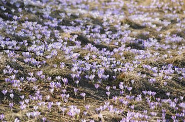 Krokusy, Szafran Spiski #flowers #krokus #kwiatki #saffron #xnifar