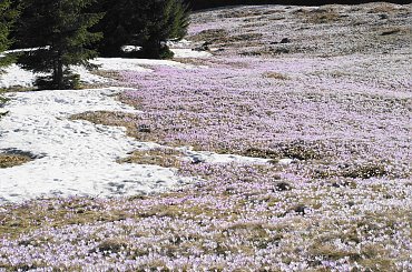 Krokusy, Szafran Spiski #flowers #krokus #kwiatki #saffron #xnifar