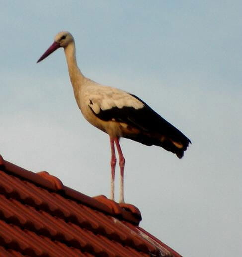 Boćki #Stork #Storks #xnifar