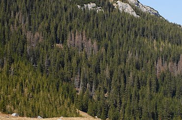 Krokusy, Szafran Spiski #flowers #krokus #kwiatki #saffron #xnifar
