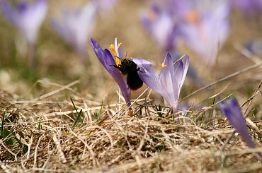 Krokusy, Szafran Spiski #flowers #krokus #kwiatki #saffron #xnifar