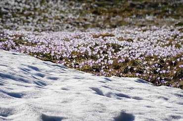 Krokusy, Szafran Spiski #flowers #krokus #kwiatki #saffron #xnifar