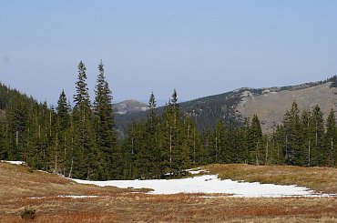 Krokusy, Szafran Spiski #flowers #krokus #kwiatki #saffron #xnifar