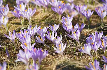 Krokusy, Szafran Spiski #flowers #krokus #kwiatki #saffron #xnifar