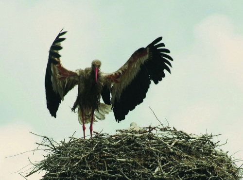 Boćki #Stork #Storks #xnifar
