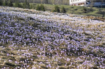 Krokusy, Szafran Spiski #flowers #krokus #kwiatki #saffron #xnifar