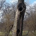 #drzewa #Nałęczów #ParkZdrojowy