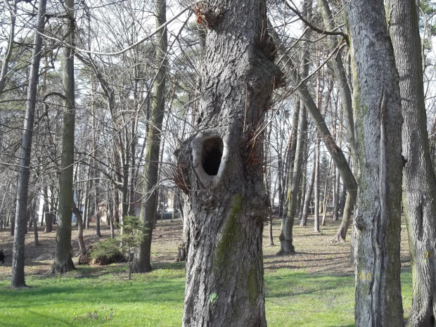 #drzewa #Nałęczów #ParkZdrojowy