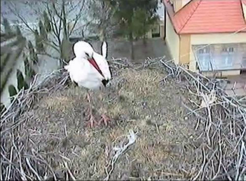 Do gniazda w Przygodzicach przyleciał dziś pierwszy bocian :-))
http://www.bociany.ec.pl/