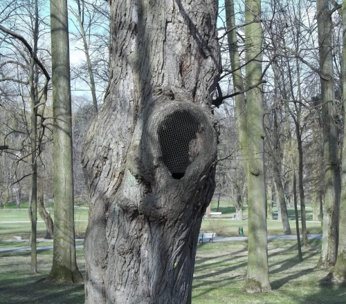 #Drzewa #Nałeczów #ParkZdrojowy