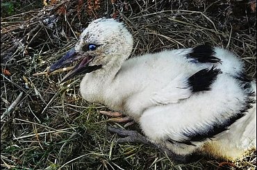 pisklak..coś się wykluło.. #ptaki