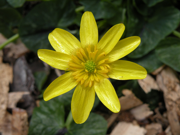 Ranunculus '? ' - szklarnia