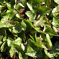 Ranunculus ficaria Green Petal