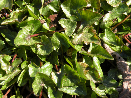Ranunculus ficaria Green Petal