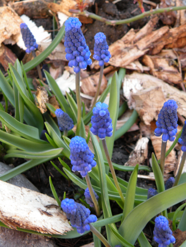 Muscari