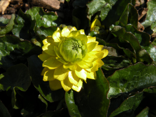Ranunculus ficaria 'Sutherland's Double'