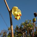 Corylopsis spicata