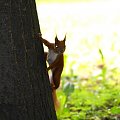 Wiewiórka #animal #squirrel #wiewiórka #xnifar #zwierzęta