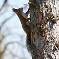 Wiewiórka #animal #squirrel #wiewiórka #xnifar #zwierzęta