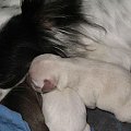 4 suczki ur. 11.04.2012 : biała, czarna, czekoladowa i kremowa #chihuahua #Etiennette #psy #szczeniaki