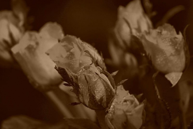 cóż, zwykłe róże #kwiat #róża