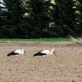 Bociany uciekają przed człowiekiem, ale nie boją sie ciągnika. Aby wykonać te zdjęcia, jeździłam na siewniku :-)