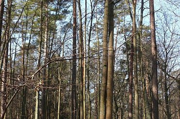 Szlakiem węzła obronnego Ruciane - Guzianka #Guzianka #Ruciane